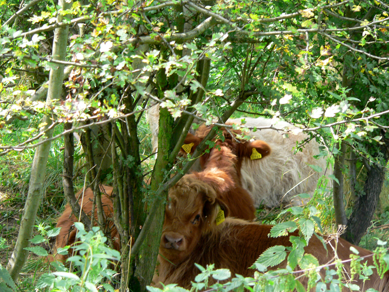 Highland-Rinder im Naturschutzgebiet