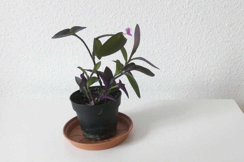 lila Pflanze