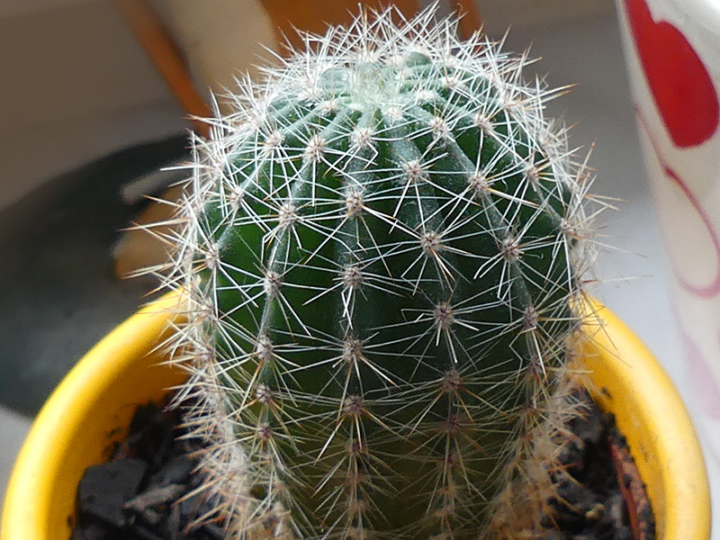 lieber ein Bild vom Kaktus als vom Winter