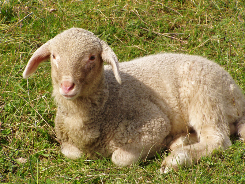 um den Schafkindergarten muss man sich besonders kümmern