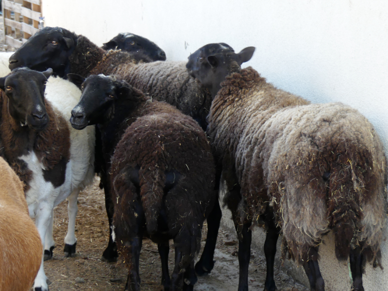 Schafe gab es natürlich auch auf der kleinen Farm