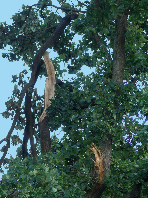 Bäume im Schönauer Park im Krisenmodus