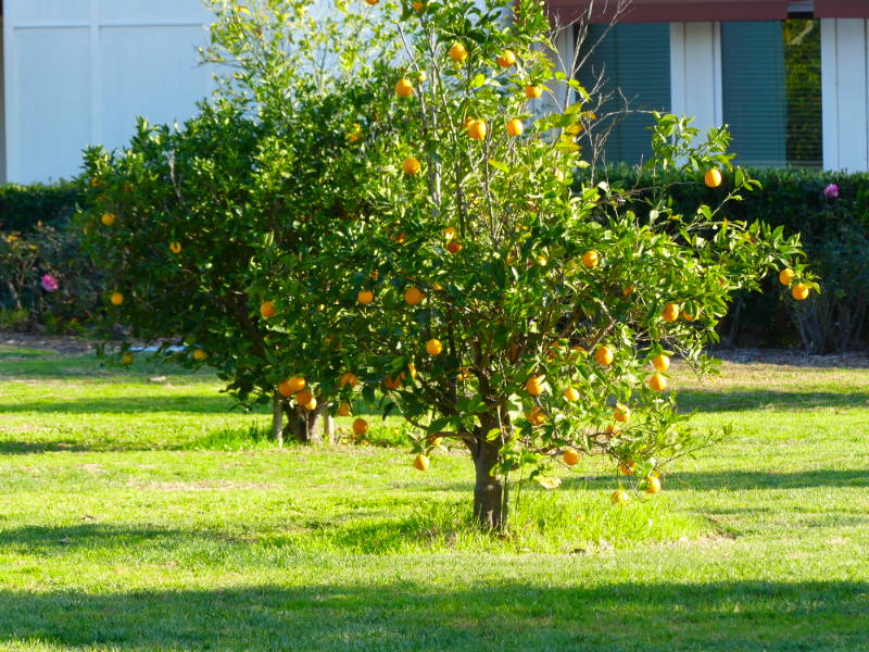 Orangen an der Universitát Northridge