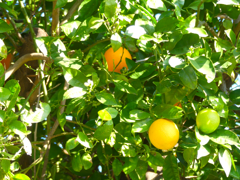 Reigegrad der Orangen