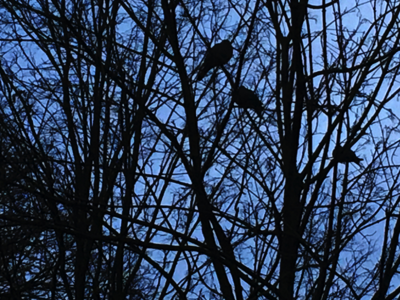 blaue Stunde; die Tauben betten sich zur Ruhe