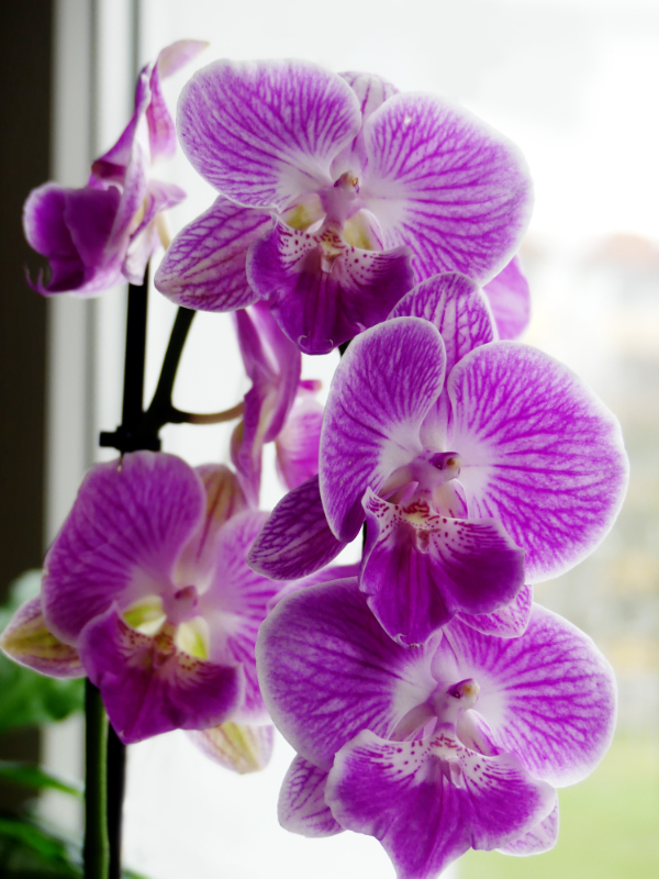 Orchidee auf der Fensterbank