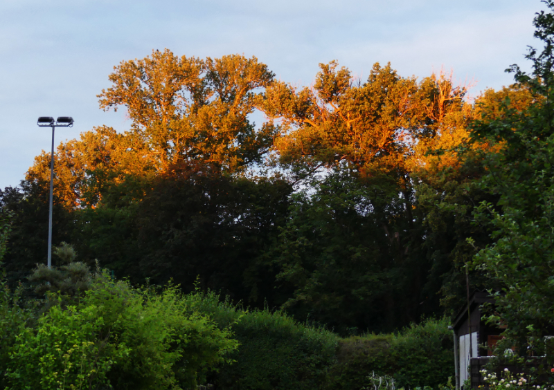 Leuchten der Bäume des nahen Auwaldes in der Abendsonne