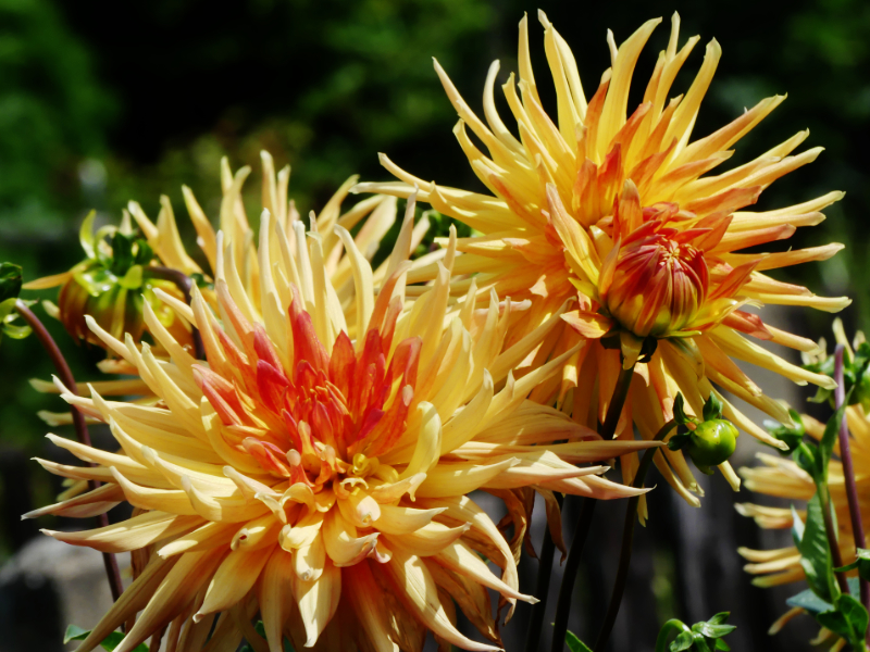 Formen und Farbe geben Ruhe und Stille im Garten
