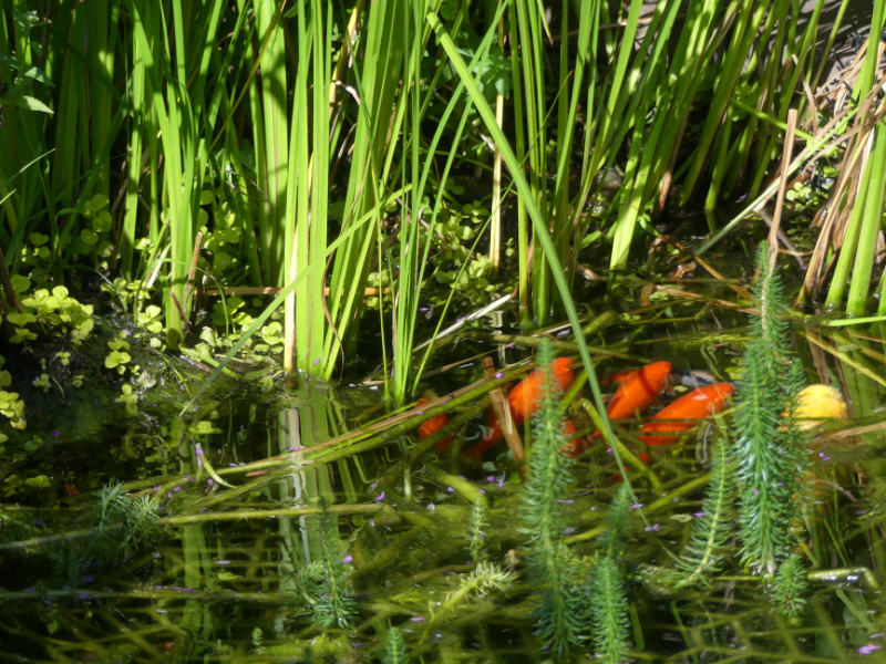 Beobachtungen: Vollversammlung bei den Fischen.