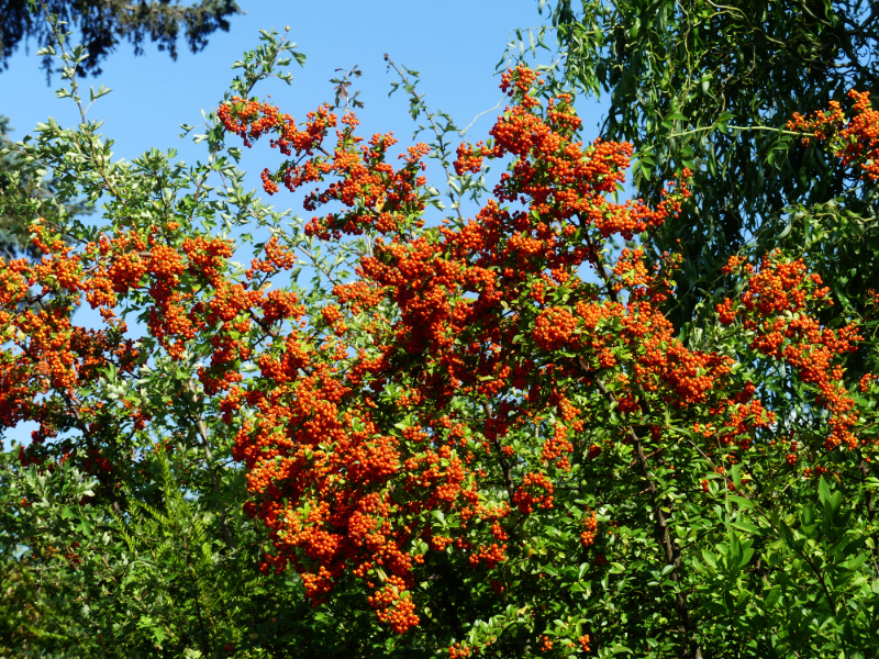 erste Herbstbooten am Kulkwitzer See