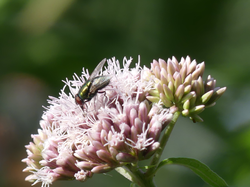 Wenig Insekten gibt es im Garten. Meist ist Stille und kein Gesummsel.