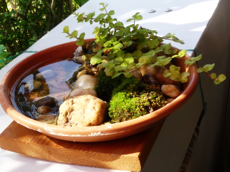 Wegen der anhaltenden Veränderung in der Niederschlagstätigkeit gibt es auf meinem Balkon eine Insektentränke.