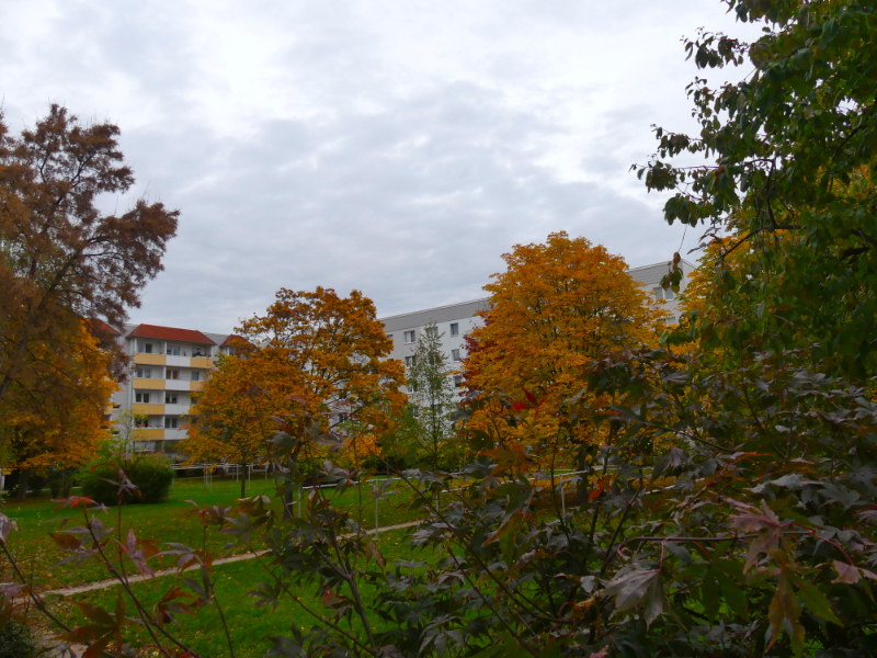 Wenn es draußen kalt wird, fallen die Kastanien und der Baum verfärbt sich herbstlich.