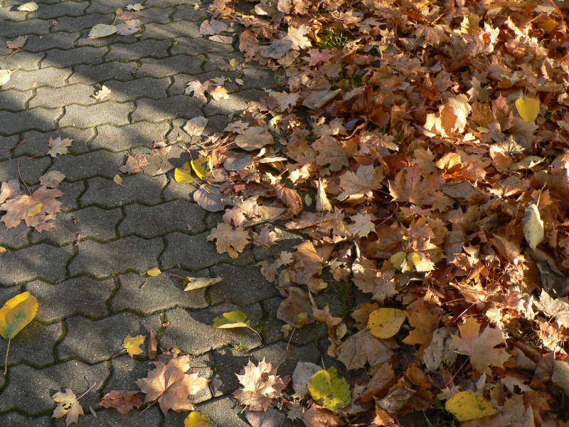 Herbst-Laub