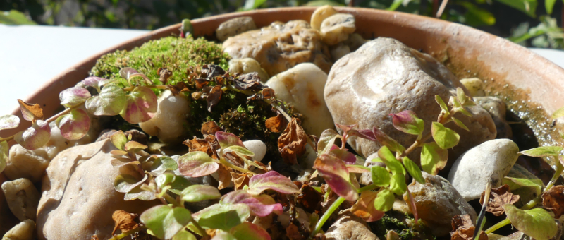 die letzten Tage der Insektentränke in der Herbstsonne