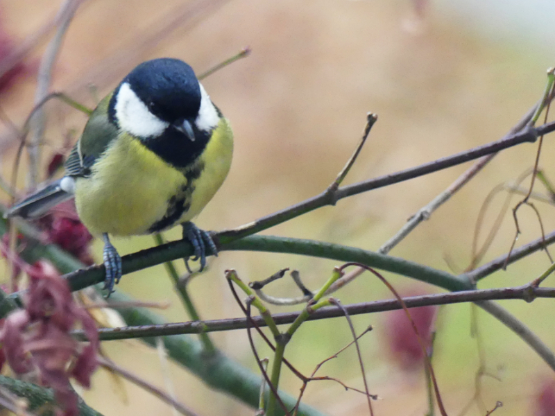 Über jeden Besuch im Dezember freue ich mich.