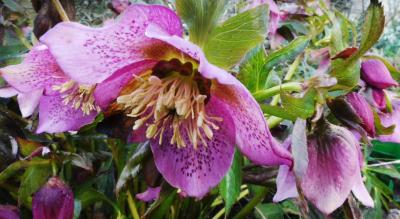 die Christrose blüht immer noch