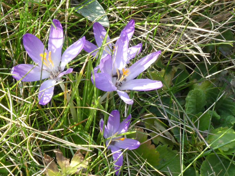 fein geschützt im Grasnest: Krokusse