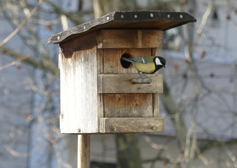 es wird Frühling