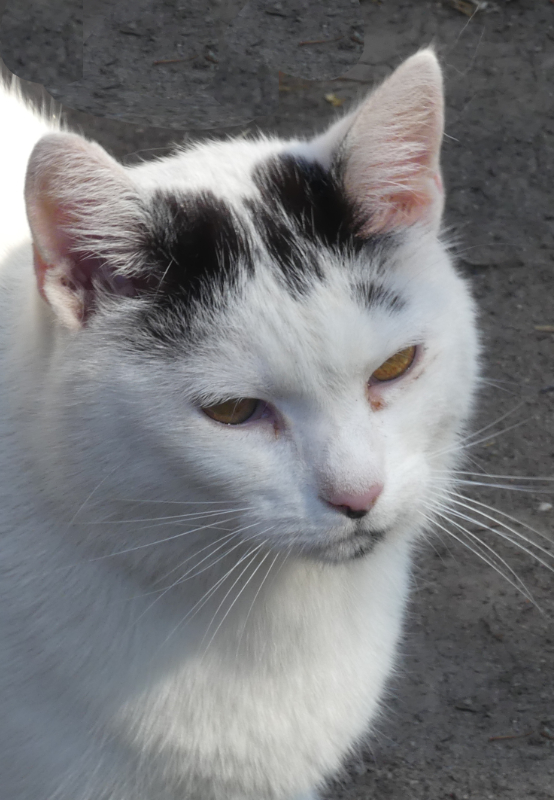 die diensthabende Hofkatze beim Nabu in den Kulkwitzer Lachen