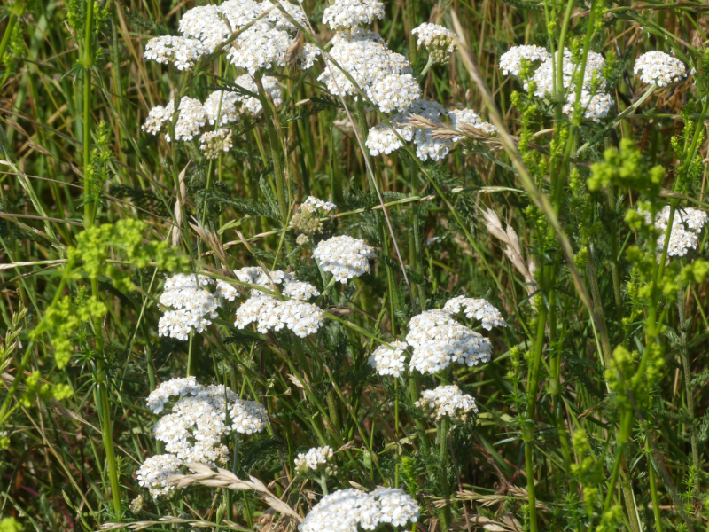 Schafgarbe