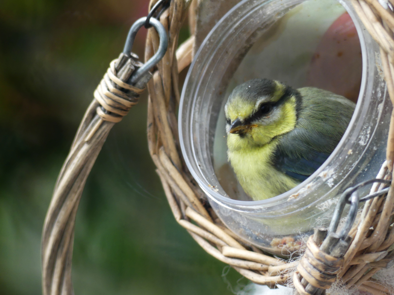 tierisch: der kleine Fensterkucker