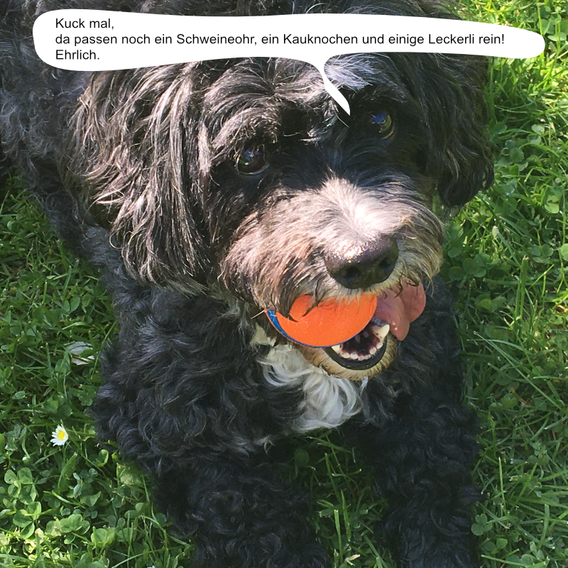 Tierisch: Ein Hund der gute Laune bringt.