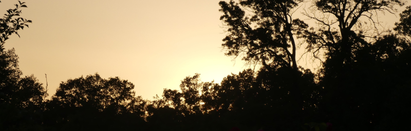 Abendstimmung am Zaun