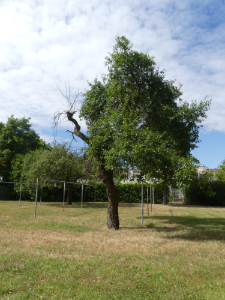 nur noch ein halber Apfelbaum