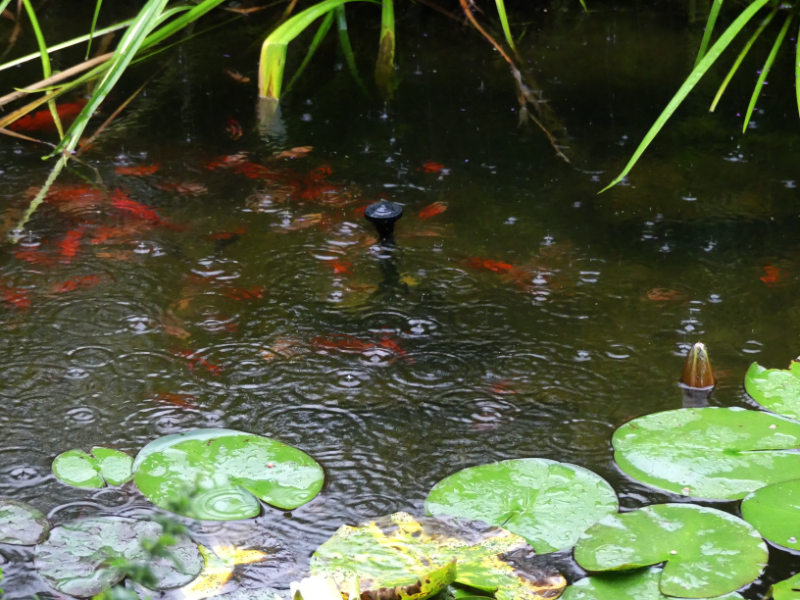 Der Regen hat den Gartenteich wieder aufgefüllt.

