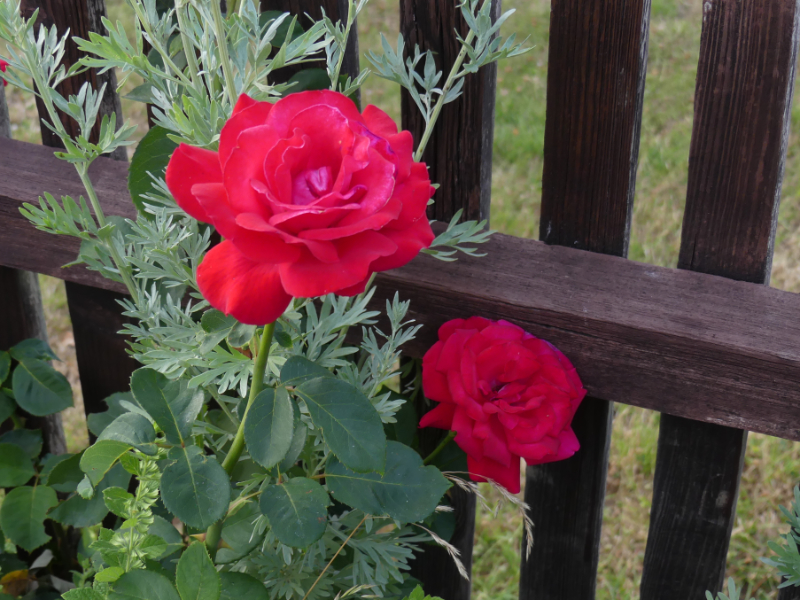 Rosen im Garten