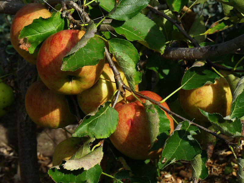 unser kleines Bäumchen trägt wunderschöne Äpfel