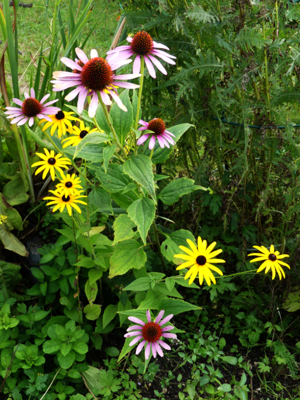 Herbst-Blumen