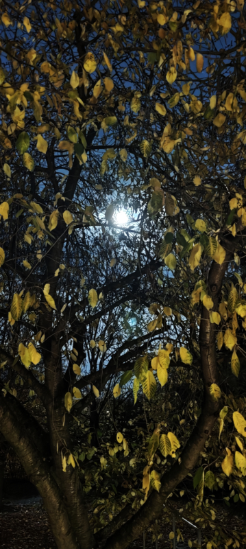 Der Mond im Kirschbaum.