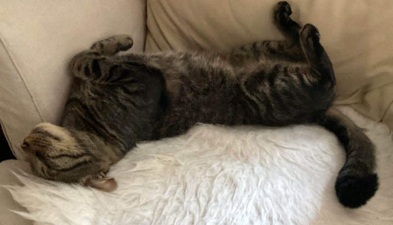 Der Gastkater ist nicht gestorben; er macht das immer so.