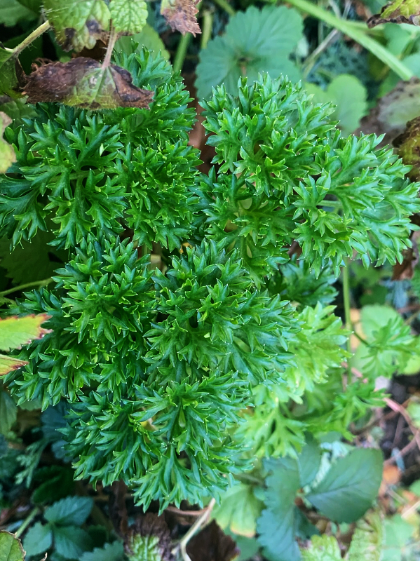 Petersilie gibt es noch immer im Dezember