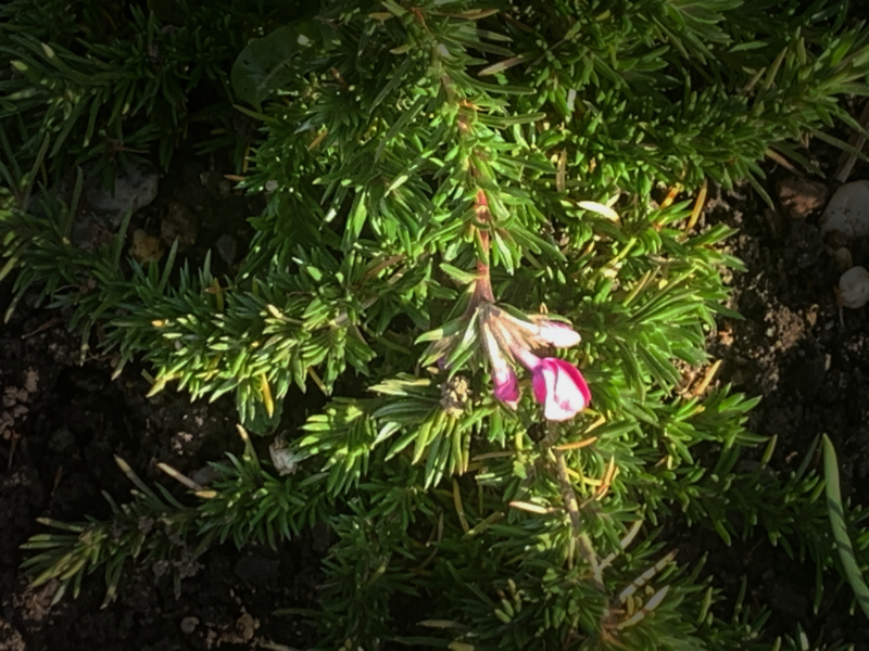 eine Blüte zeigt der Polsterphlox für mich