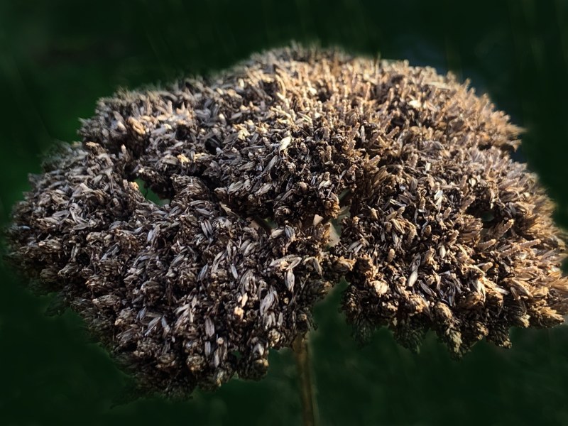 verblühte Schafgarbe im Garten im Winter