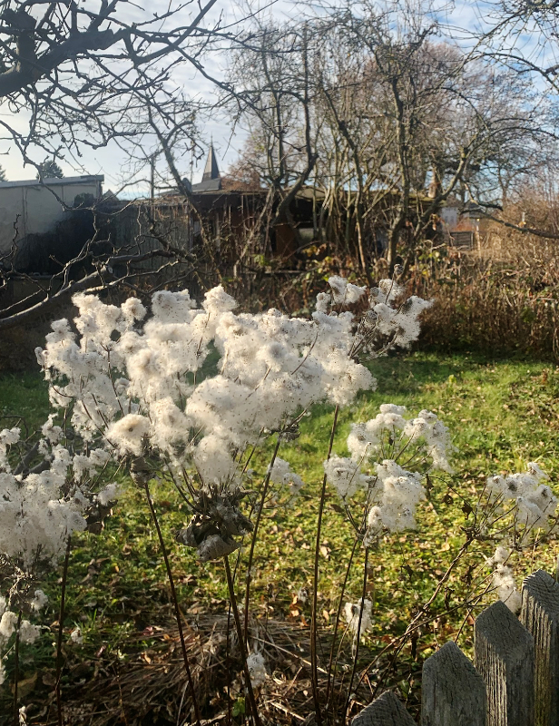 Blick über den Zaum im Winter-Garten