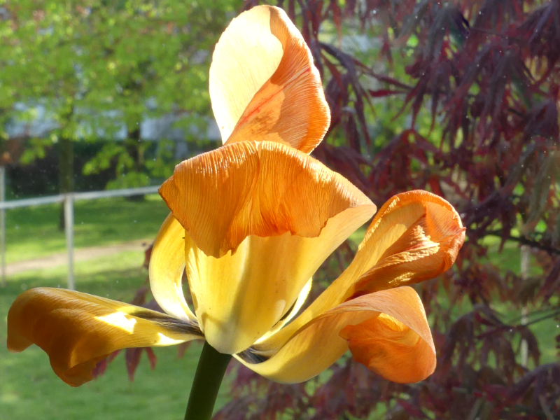 Das Altern machte diese Tulpe erst interessant.