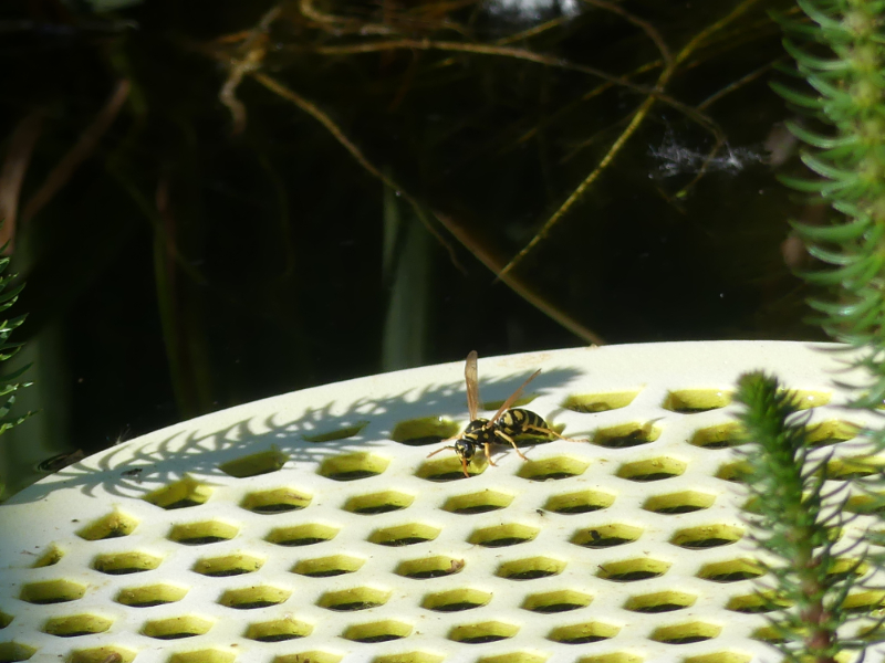 schwimmende Insektentränke - ein Problem ist geschafft.
