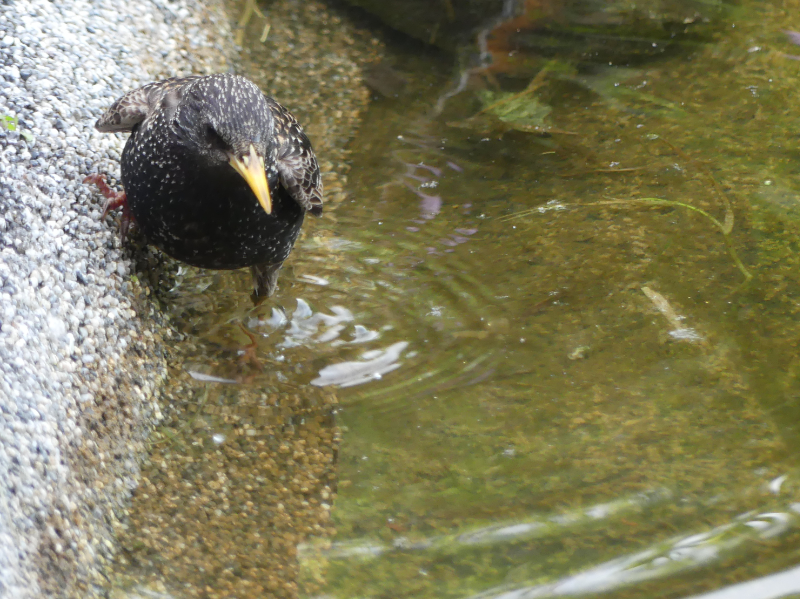 Der Gartenteich versorgt viele Tiere mit Wasser - geschafft-