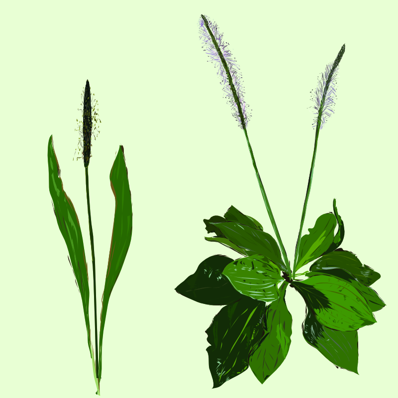 Spitz- und Breitwegerich