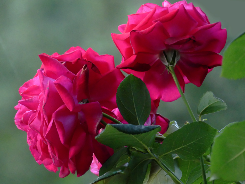 Rosen