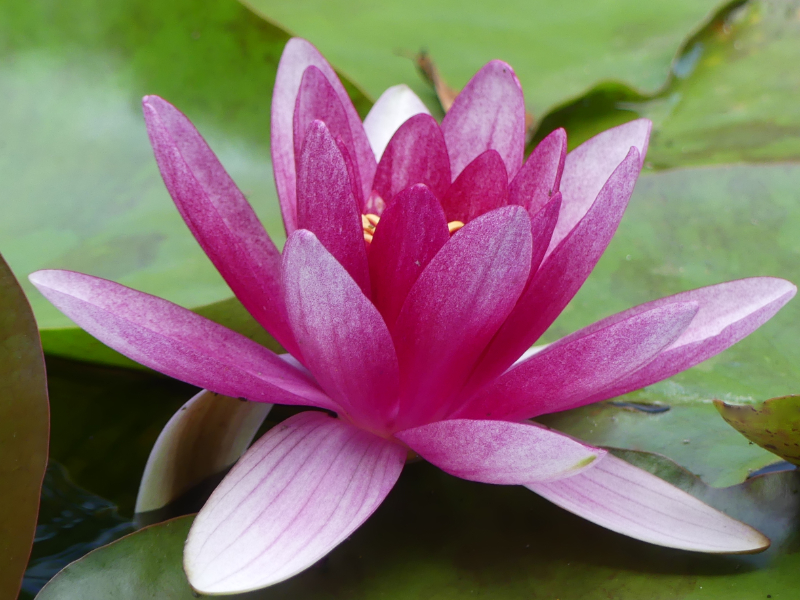 Seerose