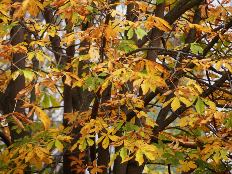 Herbstlaub