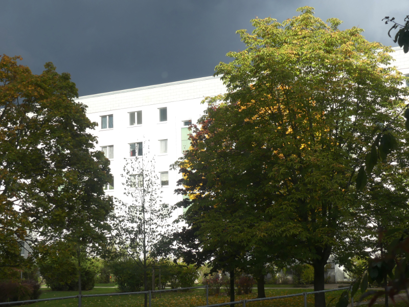 der Kastanienbaum