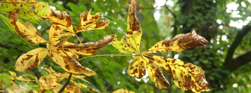 Herbst